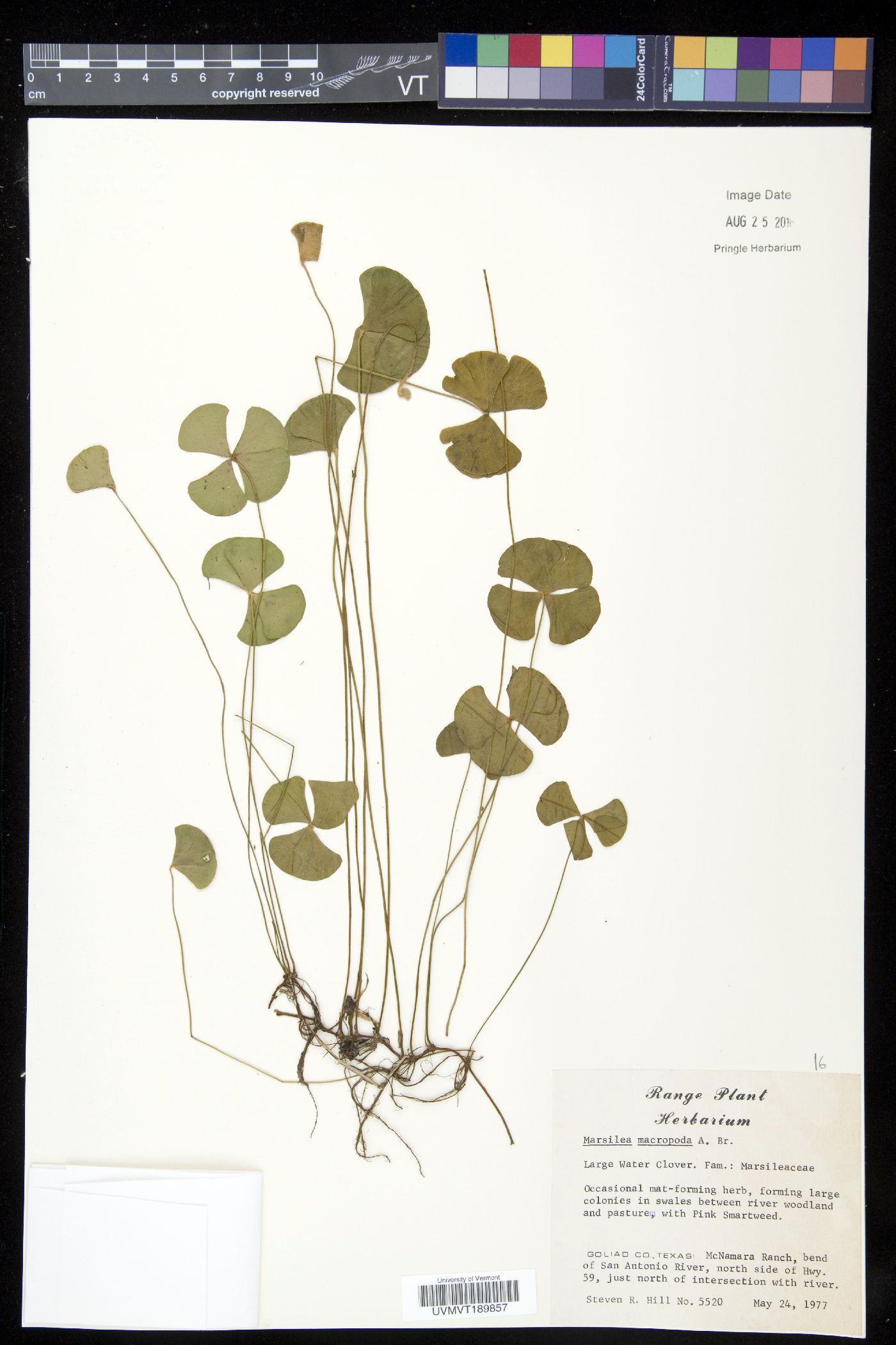 Marsilea macrocarpa image