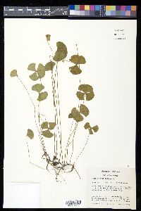 Marsilea macrocarpa image