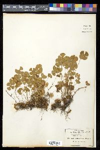 Marsilea macropoda image