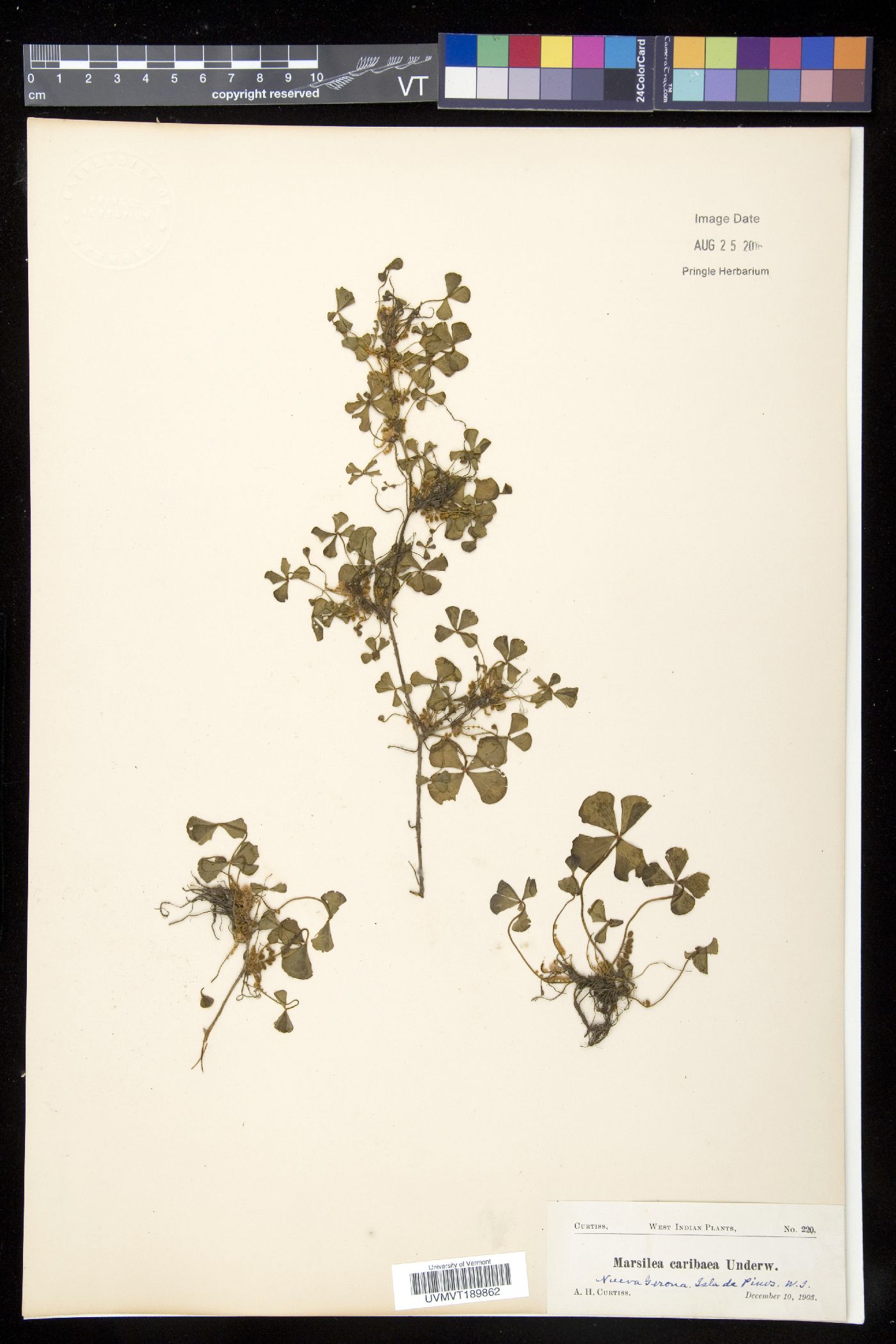 Marsilea minuta var. minuta image