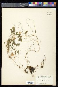 Marsilea vestita image