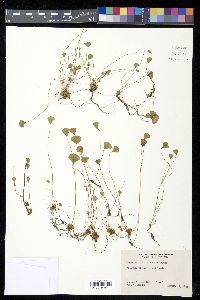 Marsilea vestita image