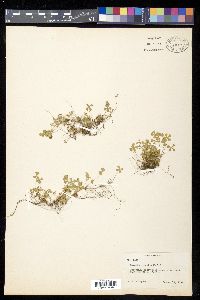 Marsilea vestita image
