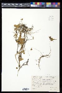 Marsilea vestita image