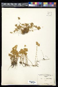 Marsilea vestita image