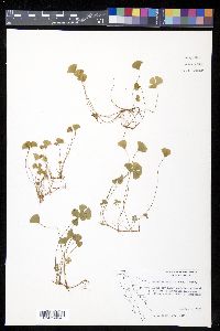 Marsilea vestita image