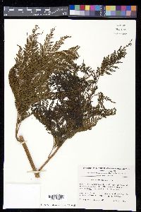 Thyrsopteris elegans image