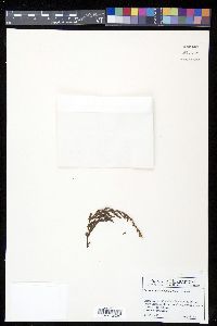Loxsomopsis pearcei image