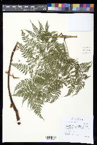 Culcita coniifolia image