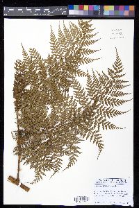 Culcita coniifolia image