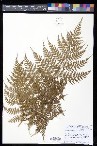 Culcita coniifolia image