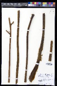 Culcita coniifolia image