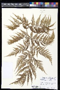 Culcita coniifolia image