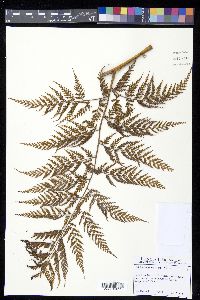 Culcita coniifolia image