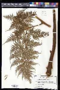 Culcita coniifolia image
