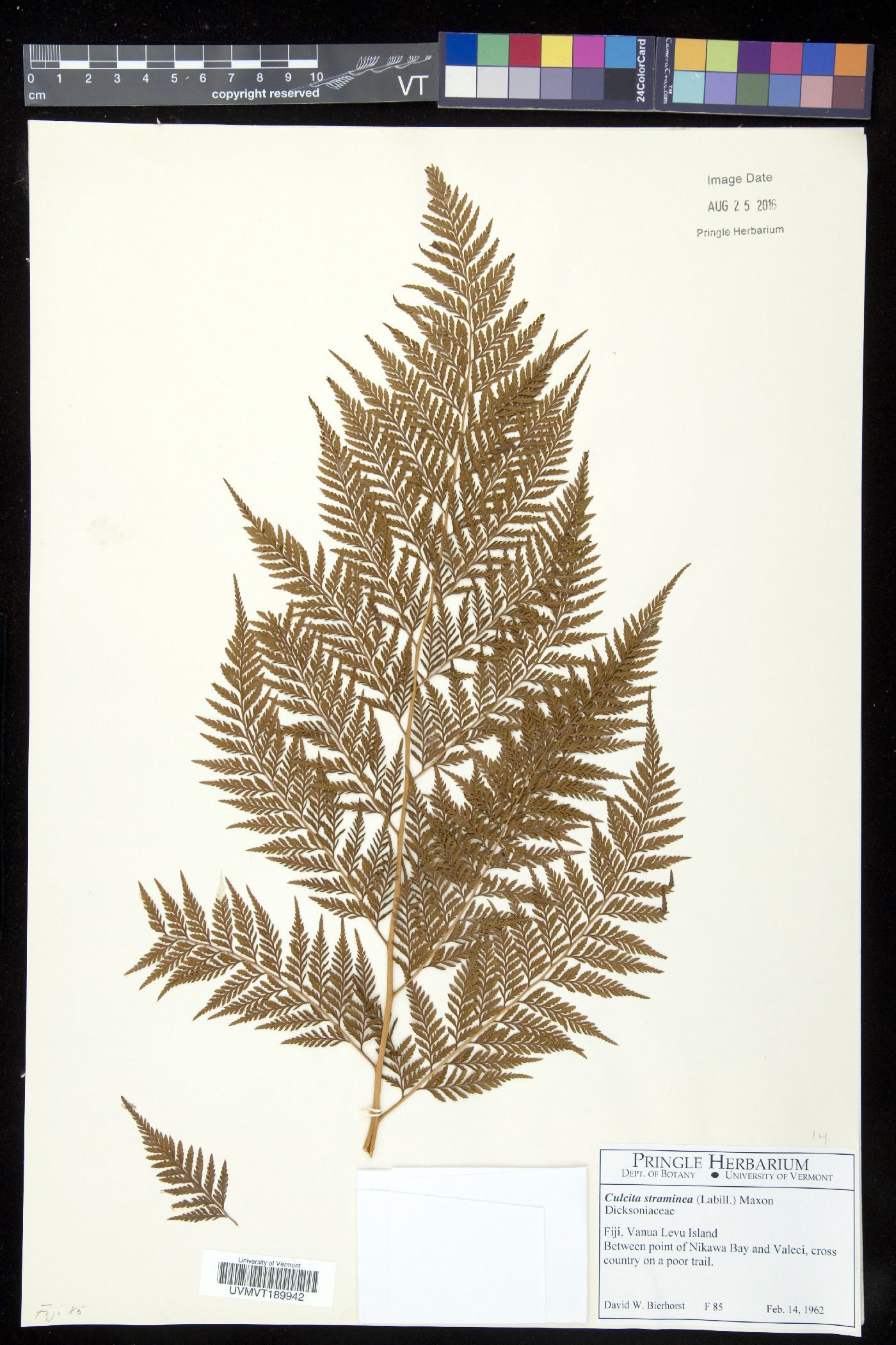 Culcita straminea image