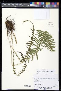 Plagiogyria pectinata image