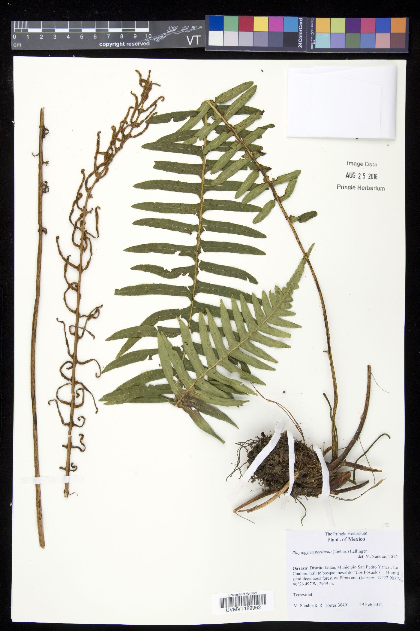 Plagiogyria pectinata image