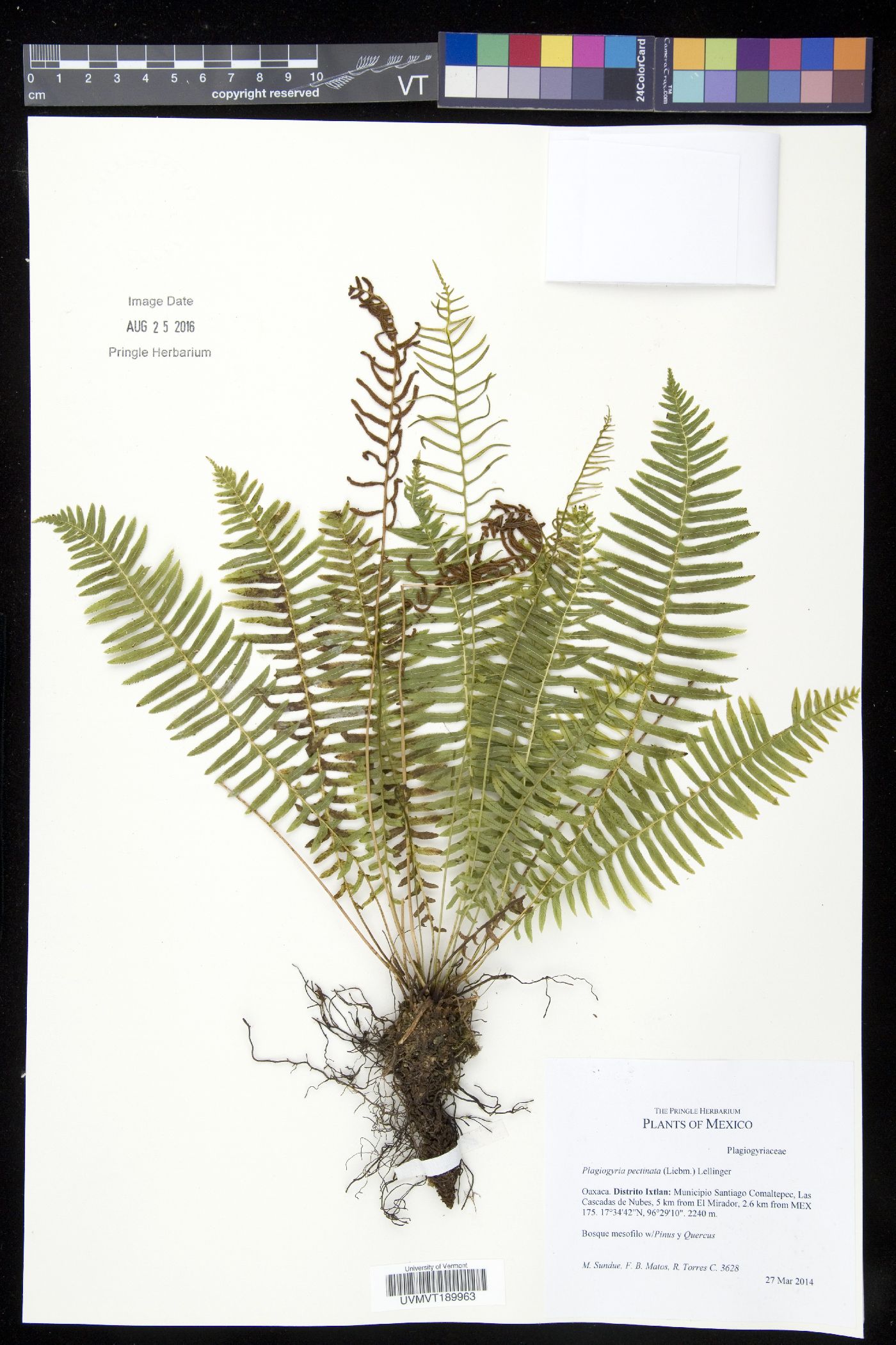 Plagiogyria pectinata image