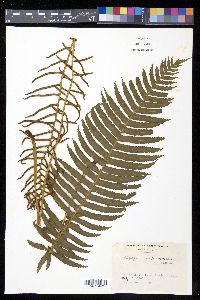 Plagiogyria matsumureana image