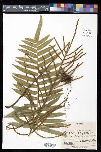 Plagiogyria japonica image