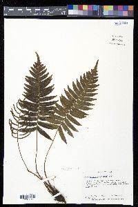 Plagiogyria adnata image