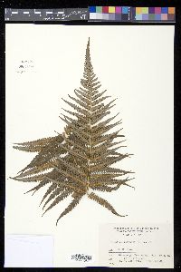 Cibotium barometz image