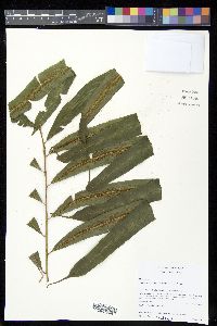 Metaxya rostrata image