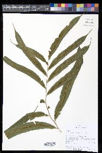 Metaxya rostrata image