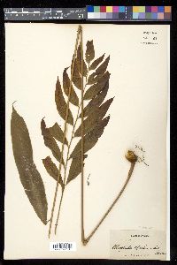 Metaxya rostrata image