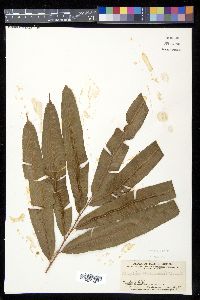 Media resource of Metaxya scalaris