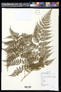 Calochlaena javanica image