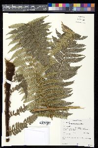 Dicksonia sellowiana image