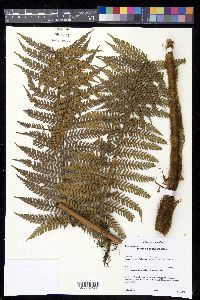 Dicksonia sellowiana image