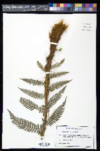 Dicksonia sellowiana image