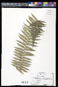 Dicksonia sellowiana image