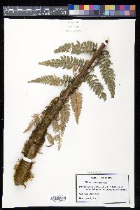 Dicksonia sellowiana image