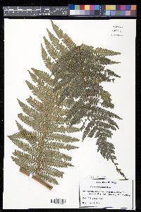 Dicksonia sellowiana image