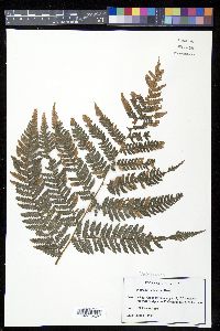 Dicksonia sellowiana image