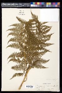 Calochlaena javanica image