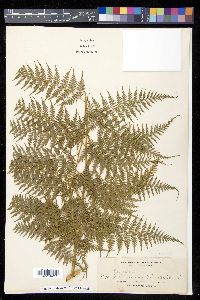 Calochlaena javanica image