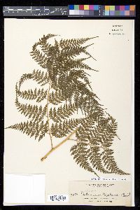 Calochlaena javanica image