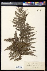 Dicksonia blumei image