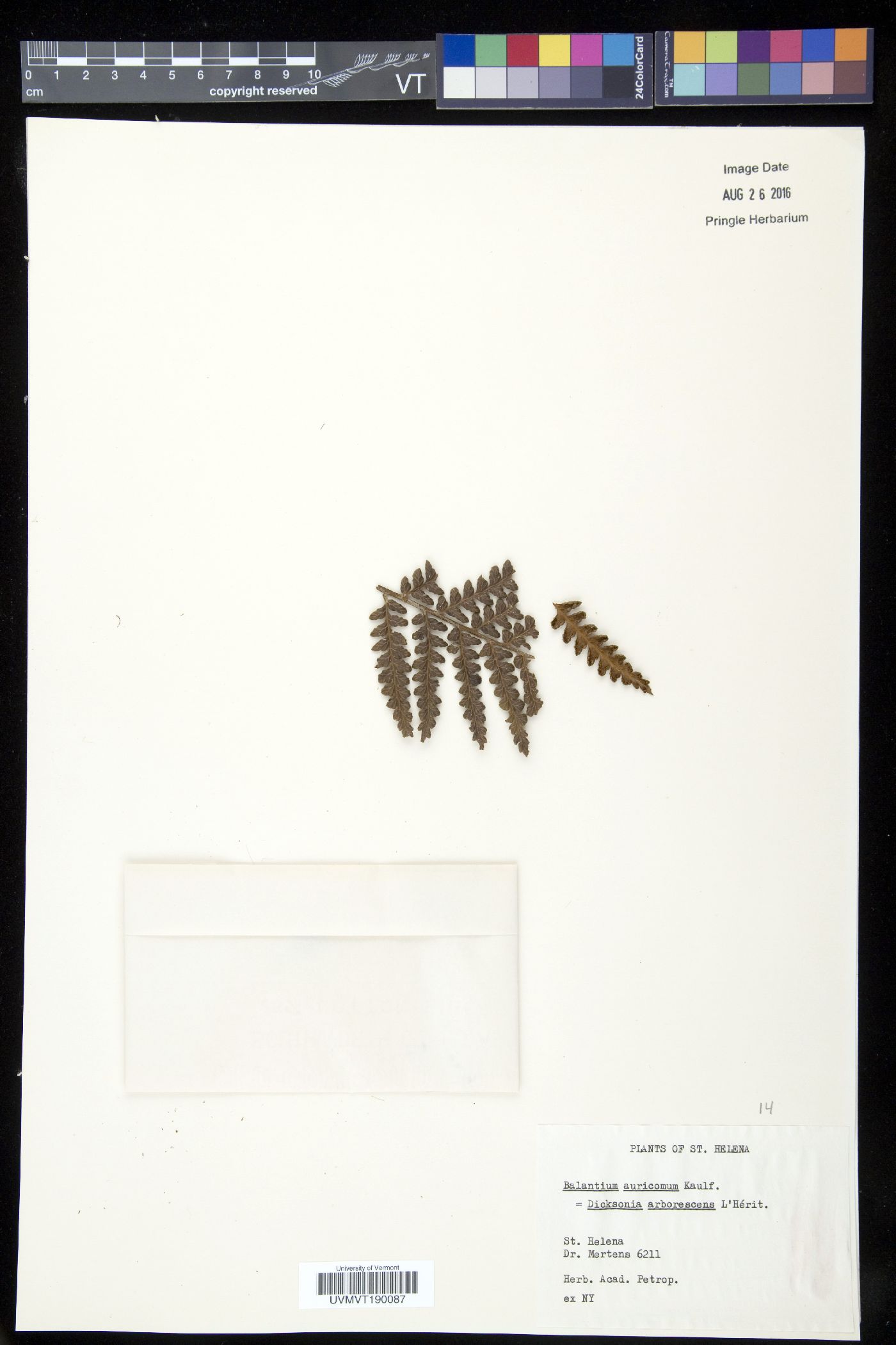 Dicksonia arborescens image