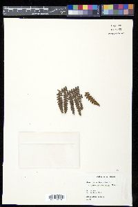 Dicksonia arborescens image