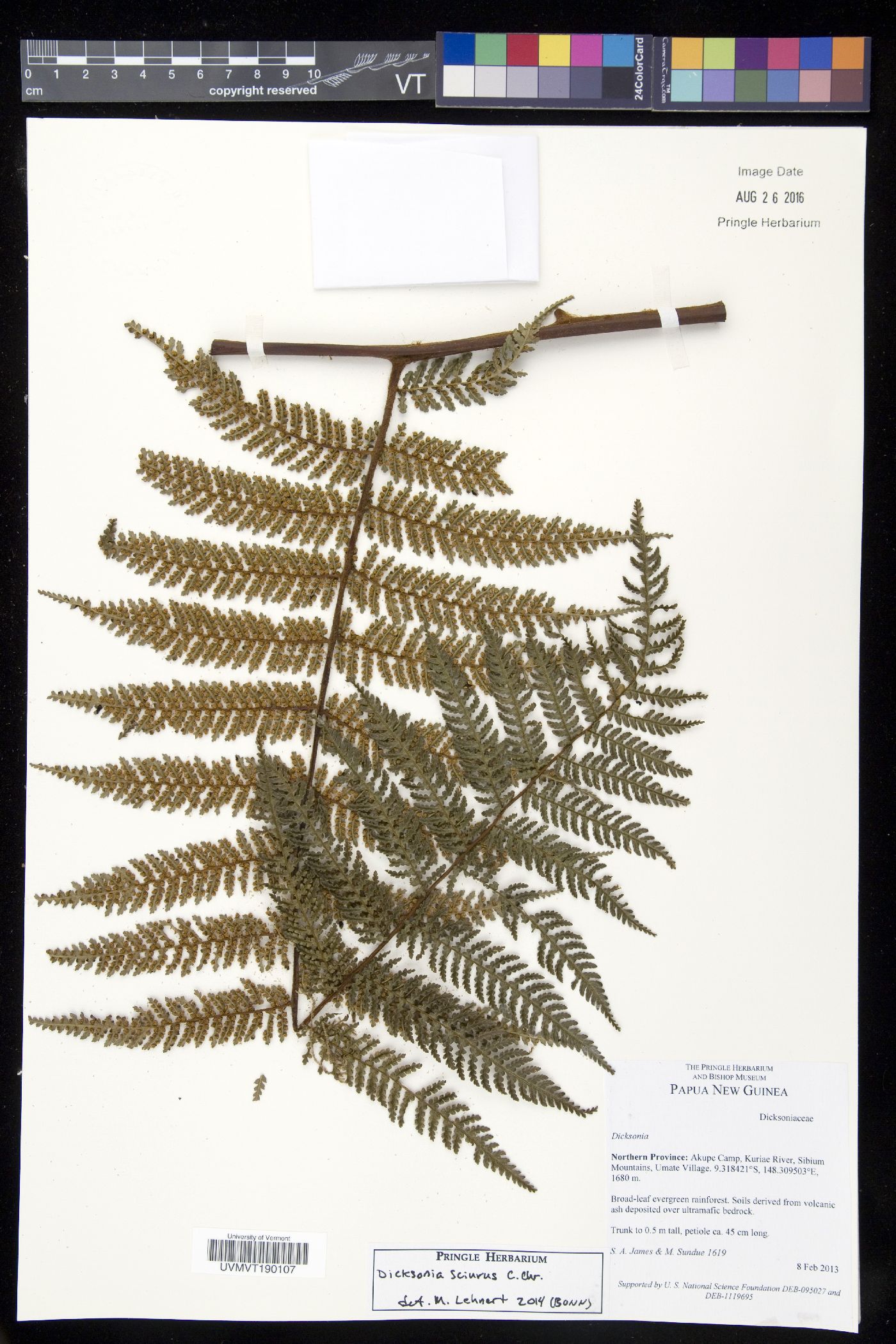 Dicksonia sciurus image