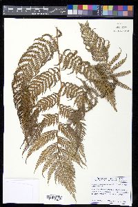 Lophosoria quadripinnata image