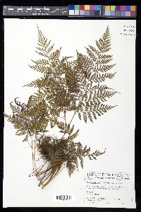 Lophosoria quadripinnata image