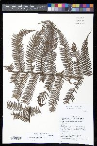 Lophosoria quadripinnata image