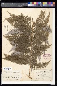 Lophosoria quadripinnata image
